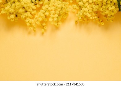 Blooming mimosa plant with yellow flowers on top of yellow paper background. Spring background website banner with copy space for international womens day 8 march