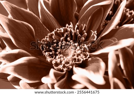 Similar – Image, Stock Photo Chrysanthemum in bloom with small closed flower