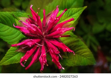 Blooming monarda. Common names include bee balm, horsemint, oswego tea, and bergamot. Top view.