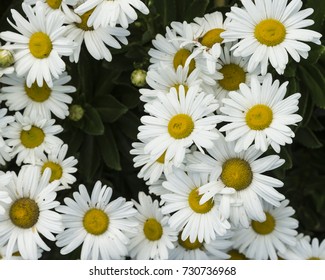 Blooming Montauk Daisy Flower