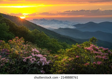 Blooming mountain laurel against scenic sunrise along the Blue Ridge Parkway in North Carolina - Shutterstock ID 2148888761