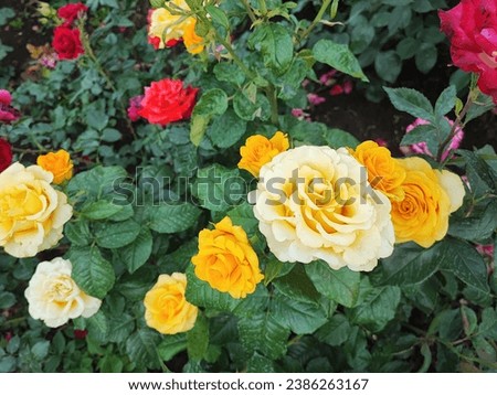blooming multi colored roses in the garden