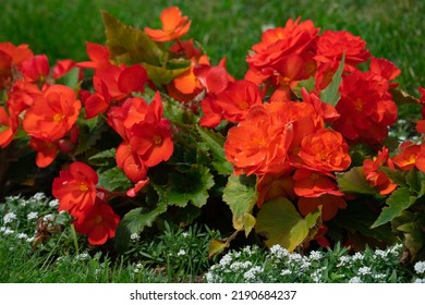 blooming multi-colored begonia in a flower bed - Powered by Shutterstock