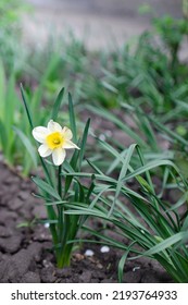 Blooming Narcissus. Focal Length 35 Mm.