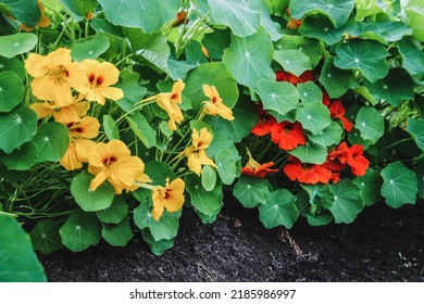 Blooming nasturtium plants with orange and yellow flowers, Tropaeolum majus in the garden - Shutterstock ID 2185986997