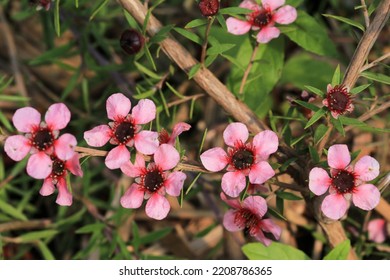 Blooming New Zealand Tea Tree In Sunny July