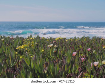 Blooming Ocean