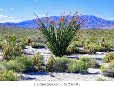 Blooming Ocotillo, Anza Borrego desert, California