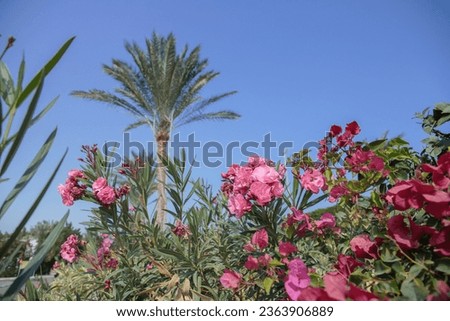 Blooming oleander blossoms (Nerium Oleander) in a tropical garden. Blue sky and a palm tree in background.