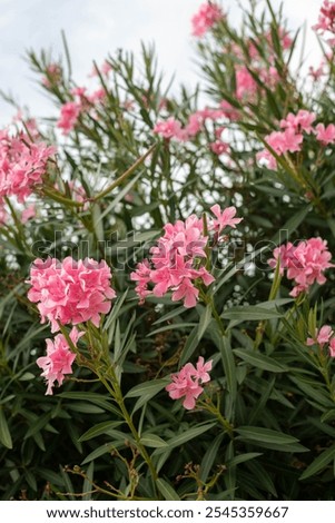 Similar – Image, Stock Photo Lush blooming oleander bush and a small dog nearby. Happy dog sits in front of vibrant pink flowering bush.