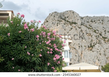 Similar – Image, Stock Photo Lush blooming oleander bush and a small dog nearby. Happy dog sits in front of vibrant pink flowering bush.