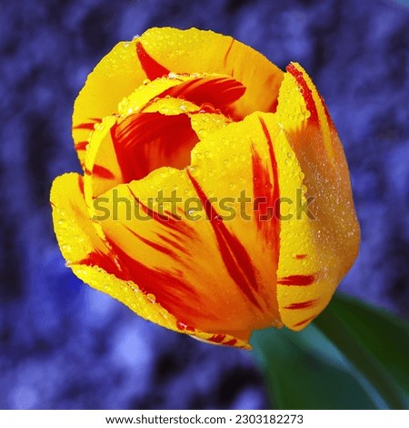 Blooming olympic flame tulips with raindrops in spring  blurred background