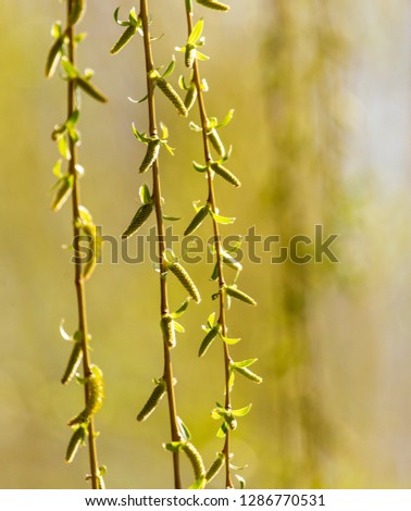 Similar – gold Plant Sunlight Spring