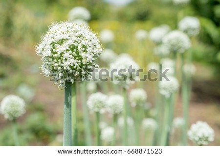 blooming onion plant in garden. Closeup of white onions flowers on summer field. Agricultural background. Summertime rural scene. Traditional ingredients for To improve the taste 