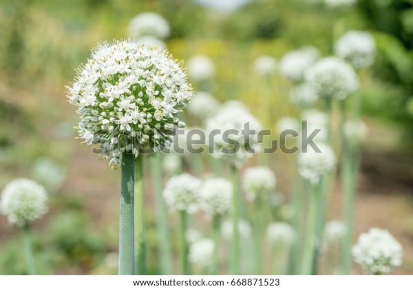 blooming onion\
plant in garden. Closeup of white onions flowers on summer field.\
Agricultural background. Summertime rural scene. Traditional\
ingredients for To improve the taste\
