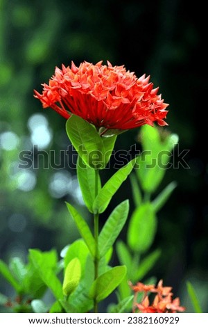 Blooming orange ashoka flower with green leaves and bokeh background, image for mobile phone screen, display, wallpaper, screensaver, lock screen and home screen or background  