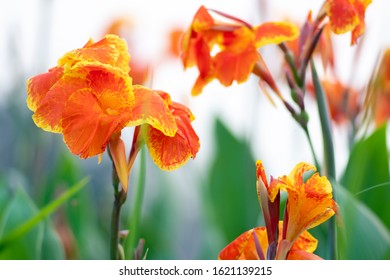 Blooming orange canna or canna lily in the garden.