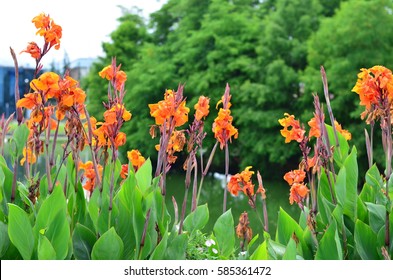 Blooming orange canna (Canna lily) on the waterfront of Batumi, Georgia on the background of Park  - Powered by Shutterstock