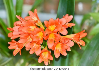 Blooming Orange Clivia Close-up On A Defocused Background. Selective Focus. The Concept Of Indoor Plant Breeding