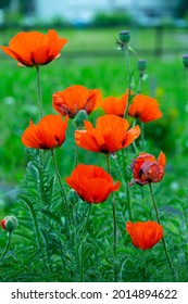 Blooming orange flower of oriental poppy on a green background macro photography on a summer day. Large papaver orientale with red petals close-up photo in summertime.