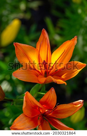 Blooming orange lilies on a green background on a summer sunny day macro photography. Garden lillies with bright orange petals in summer, close-up photography.