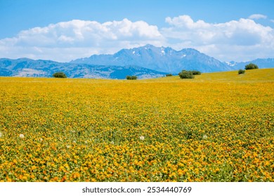Blooming orange safflower close-up. Safflower fields against the backdrop of mountains. Industrial cultivation of safflower for oil production.
