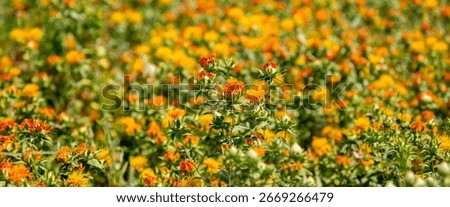 Blooming orange safflower close-up. Safflower fields against the backdrop of mountains. Industrial cultivation of safflower for oil production.