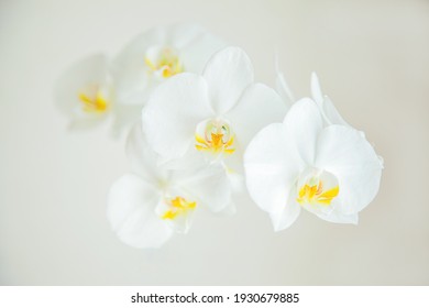 A blooming orchid on a soft beige background. - Powered by Shutterstock