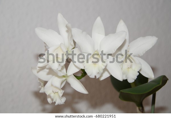 Фотообои "White lily flower used for funerals too cover the smell of d...