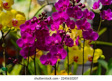 Blooming orchids. Dalat in January in Vietnam.  - Shutterstock ID 2245610207