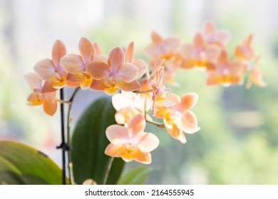 Blooming Orchids. Gardening Hobby. Home Plants Growing On Window Sill. 