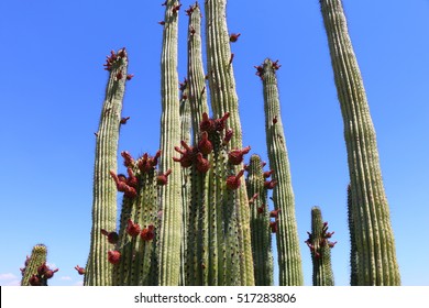 Blooming Organ Pipe Cactus