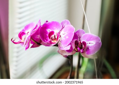 イラスト ピンク花 おしゃれ の写真素材 画像 写真 Shutterstock