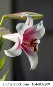 Blooming of an oriental lily in Japan