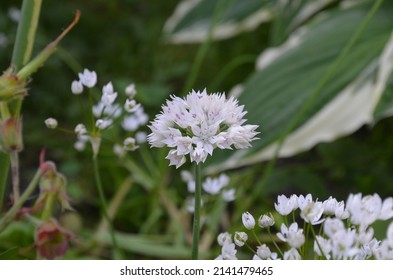Blooming ornamental onion, scientific name Allium amplectens