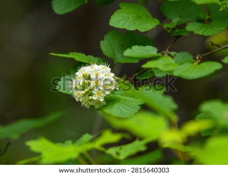 Blooming Pacific Ninebark in spring