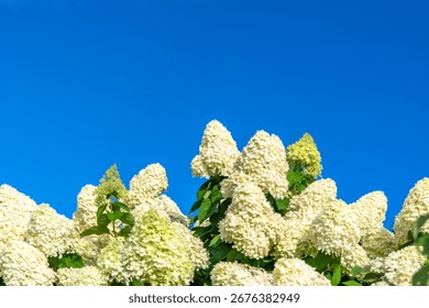 Blooming panicle hydrangea (Hydrangea paniculata) with large creamy white flower clusters against a clear blue sky. Summer garden floral background, natural photophone for design, banner or poster.