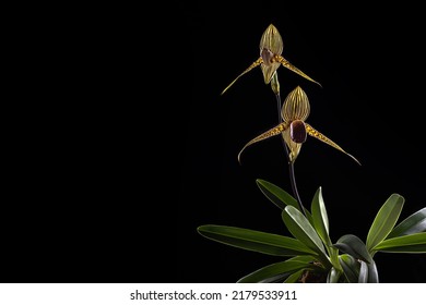 25 imágenes de Rothschilds slipper orchid - Imágenes, fotos y vectores de  stock | Shutterstock