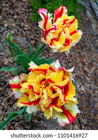 Blooming Parrot Tulip