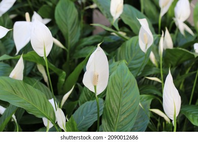 Blooming Peace Lilies In Sunny November