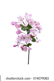 Blooming peach blossom in spring isolated on white background