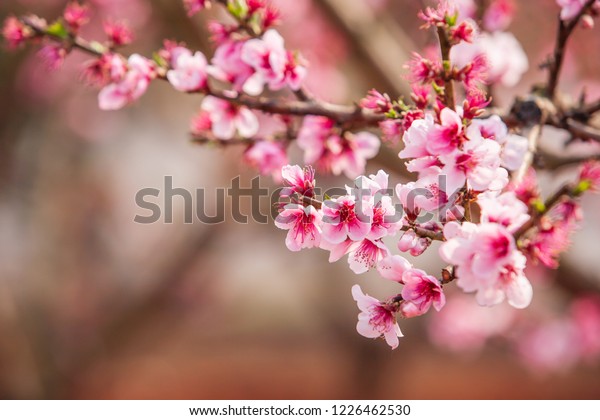 Blooming Peach Cherry Branches Trees Pink Stock Photo 1226462530 ...