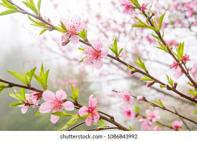 Blooming Peach cherry trees on a rainy day. Pink flower in full bloom. Sa Pa, Vietnam. Soft sunlight. Close-up.