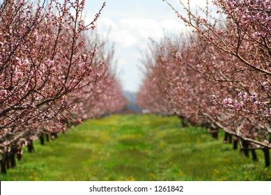 Blooming Peach Orchard In Spring