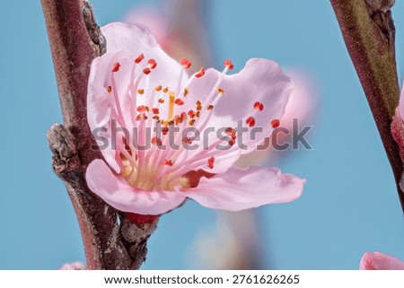 Blooming peach tree branches with delicate pink flowers on a blue background. Elegant spring floral composition with gentle petals and natural beauty.