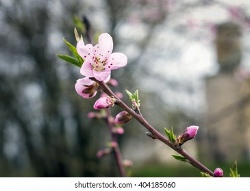 Blooming peach tree in spring