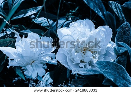 Blooming peonies at the garden, artistic edit. Blue hue.