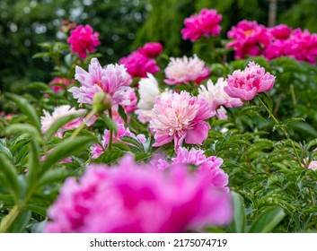 Blooming Peonies Of Red White And Yellow Flowers, Peony Field With Beautiful Flowers