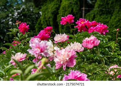 Blooming Peonies Of Red White And Yellow Flowers, Peony Field With Beautiful Flowers