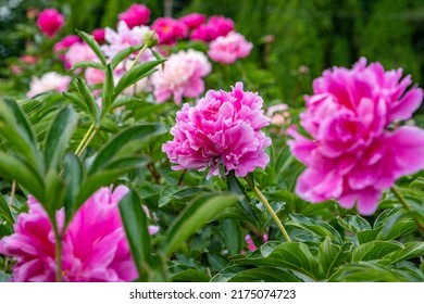 Blooming Peonies Of Red White And Yellow Flowers, Peony Field With Beautiful Flowers